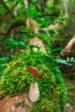 Yosun kaplı kayalarla kaplanmış gür ve huzurlu bir orman yolu ve kalın yeşil yapraklarla çevrili. İzler kayalık, çeşitli boyutlarda taşlar yere saçılmış, engebeli, doğal bir güzellik hissi katıyor.