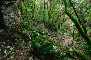 Yosun kaplı kayalarla kaplanmış gür ve huzurlu bir orman yolu ve kalın yeşil yapraklarla çevrili. İzler kayalık, çeşitli boyutlarda taşlar yere saçılmış, engebeli, doğal bir güzellik hissi katıyor.