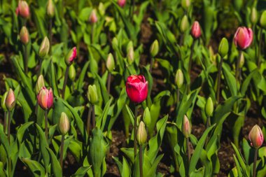 tulips flowers in the garden in a sunny day clipart