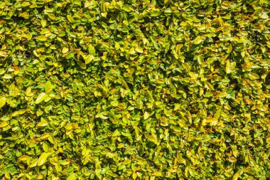 Güneşli bir günde yeşil yaprak çalısı