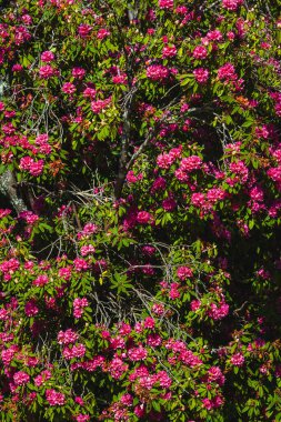 Güneşli bir günde parktaki her zaman yeşil çıngıraklı yılan