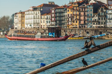 Geleneksel bir teknenin kirişlerine tünemiş iki kuş nehir kenarı manzarası ve arka planda uzak bir köprü var..