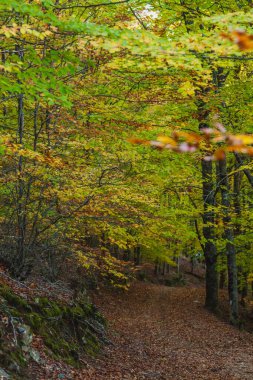 Sonbahar yaprakları ile kaplı bir orman yolu, canlı turuncu, sarı ve yeşil yapraklar yol üzerinde kemer, huzurlu ve manzaralı bir yürüyüş oluşturur ormanda