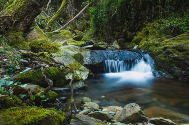 İlkbaharda Portekiz ormanında bir dere.