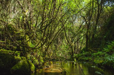 İlkbaharda Portekiz ormanında bir dere.