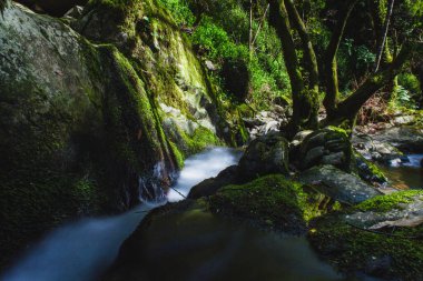 İlkbaharda Portekiz ormanında bir dere.