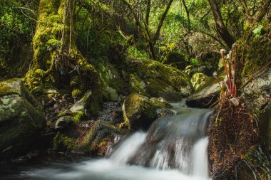 İlkbaharda Portekiz ormanında bir dere.