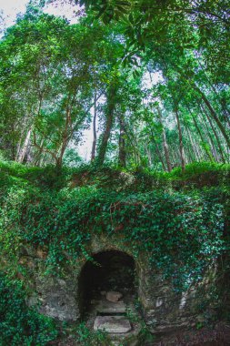 Portekiz ormanlarında güneşli bir günde taş duvarda bahar