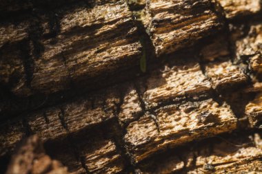 Mantar, gölgelerle birlikte büyütme kabuğuna çekiliyor.