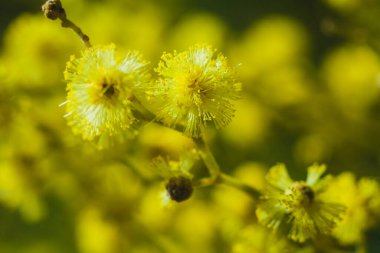 Güneşli bir günde büyüdüğünde çiçek açan mimozanın dalı