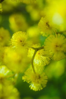 Güneşli bir günde büyüdüğünde çiçek açan mimozanın dalı