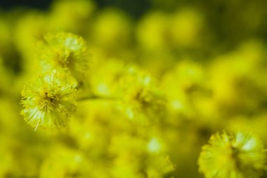 Güneşli bir günde büyüdüğünde çiçek açan mimozanın dalı