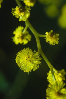 Güneşli bir günde büyüdüğünde çiçek açan mimozanın dalı