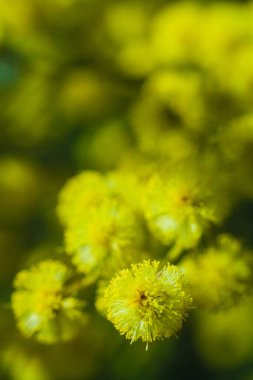 Güneşli bir günde büyüdüğünde çiçek açan mimozanın dalı