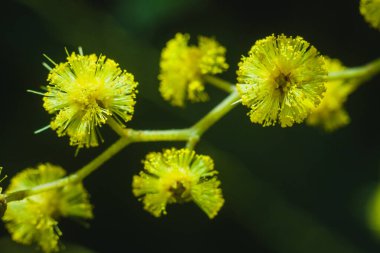 Güneşli bir günde büyüdüğünde çiçek açan mimozanın dalı
