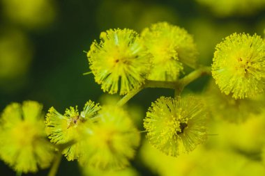 Güneşli bir günde büyüdüğünde çiçek açan mimozanın dalı
