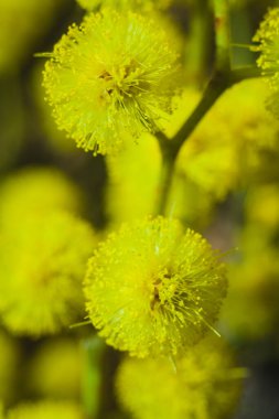 Güneşli bir günde büyüdüğünde çiçek açan mimozanın dalı