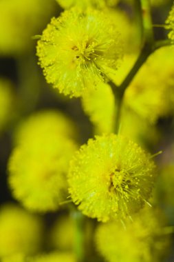 Güneşli bir günde büyüdüğünde çiçek açan mimozanın dalı