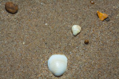 Atlantik kıyılarının kumlarında kabuk.