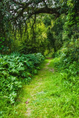 Vahşi yağmur ormanlarında yol