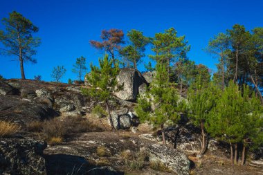 Bu resim, çeşitli ağaçlarla kaplı kayalık bir yamacı tasvir ediyor, daha çok çam ağaçları, berrak, canlı mavi bir gökyüzünün altında.