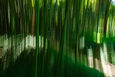 Uzamış, dikey ışık ve renk çizgileri hareket ya da hareket bulanıklığı yaratıyor. Sanki orman sallanıyor ya da zaman bozuluyor.