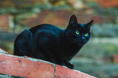 Portekiz 'deki bir evin kiremitli çatısında kara kedi