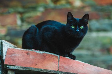 Portekiz 'deki bir evin kiremitli çatısında kara kedi