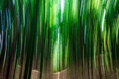 Uzamış, dikey ışık ve renk çizgileri hareket ya da hareket bulanıklığı yaratıyor. Sanki orman sallanıyor ya da zaman bozuluyor.