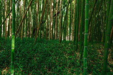 Yoğun bir bambu ormanında sakin bir sahne. Bambu sapları, yeşil renkli, uzun ve düz dururlar, güneş ışığını filtreleyen doğal bir gölgelik oluştururlar..