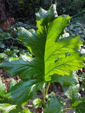 Güneş ışığıyla yıkanmış ve yemyeşil yapraklarla çevrili büyük, canlı yeşil bir yaprağın yakın çekimi.