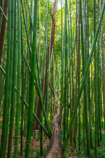 спокойная сцена в густом бамбуковом лесу. Бамбуковые стебли, богатые зелеными оттенками, стоят высоко и прямо, образуя естественный навес, который фильтрует солнечный свет..