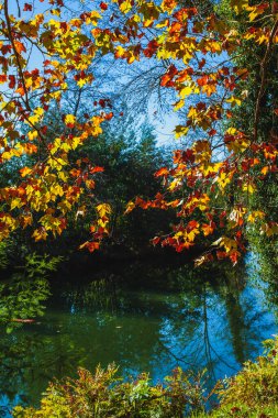 Sonbaharın özü, parlak renkli yapraklarla dolu dallara odaklanmış, altın sarısından koyu kırmızıya uzanan, sakin bir nehrin üzerinde asılı duran. Su, etrafındaki ağaçları ve gökyüzünü yansıtır ve aynaya benzer bir etki yaratır.