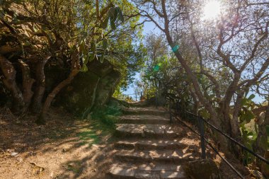 Ağaçlarla ve kaktüslerle kaplı güneşli taş bir patika yokuş yukarı uzanır, parlak bir gökyüzünün altında sakin ve kırsal bir atmosfer yaratır.