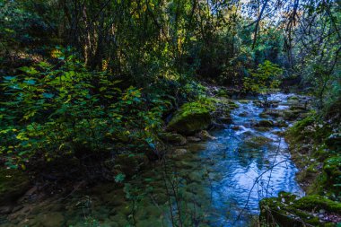 Yoğun bir ormanlık alanda dolaşan huzurlu bir orman deresi.