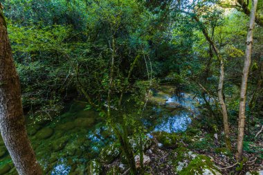 Yoğun ormanda kıvrılan sığ ve berrak bir deresi olan sakin bir orman manzarası. Küçük, yapraklı dallar ve bitkiler ön planda hakimdir, yeşil renkleri suyun ve yerin ince kahverengi ve altın tonlarıyla çelişir..
