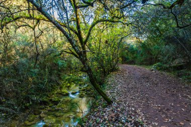 tranquil woodland scene with a winding path covered in fallen leaves, stretching into the distance. clipart