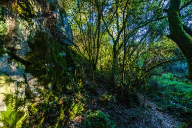 Toprağın yosun ve yeşil yaprakların çeşitli tonlarıyla örtüldüğü yemyeşil, aşırı gelişmiş orman manzarası.