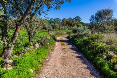 Yol derinlik hissi yaratıyor, izleyicinin gözünü çerçeveye çekiyor. Soldaki ağaç gövdesinde kırmızı ve sarı renkte alevler var. Bu da yürüyüş rotasını gösteriyor..