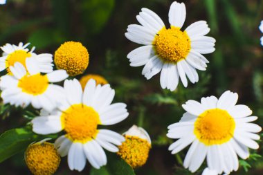 Çiçek açan beyaz papatya çiçeğinin yakın plan görüntüsü canlı sarı merkezli, bulanık yeşil yapraklar ve arka plandaki diğer çiçeklerle çevrili, doğal ışıkla yakalanmış.