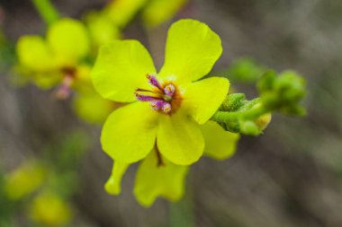Narin mor merkezleri olan iki sarı kır çiçeğinin yakın çekimi, yumuşak, bulanık doğal bir arka plana karşı ayarlanmış, canlı detaylar ve doğal, açık hava manzarası