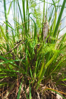 Close-up of a brown grasshopper perched on vibrant green blades of grass, surrounded by delicate vegetation, highlighting the beauty of natural wildlife in its habitat clipart