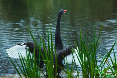 Kanatları açık zarif bir siyah kuğu, yemyeşil yemyeşil ile çevrili sakin bir gölette duruyor. Arka planda şemsiyesini tutan bulanık bir figür var.