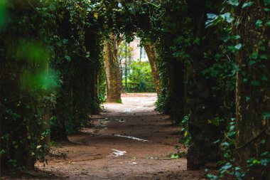 Yoğun sarmaşık kaplı duvarlar tarafından çerçevelenmiş gölgeli bir patika, verimli bir parkta sakin ve gizemli bir atmosfer yaratan güneş ışığına ve uzak ağaçlara doğru yol açar.