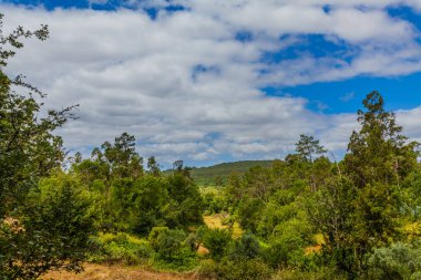Yuvarlanan tepeleri, yemyeşil ormanları ve pofuduk beyaz bulutlarla benekli canlı mavi gökyüzü ile pitoresk bir manzara.
