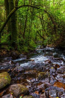 Bereketli yeşillikler ve yosun kaplı ağaçlarla çevrili kayaların üzerinden akan küçük bir dereyle sakin bir orman sahnesi.