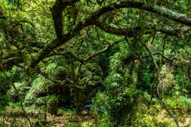 Yoğun, yemyeşil bir orman, yosun kaplı ağaçlar ve canlı yeşil yapraklar.