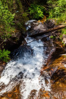 Bereketli yeşillikler ve yosun kaplı ağaçlarla çevrili kayaların üzerinden akan küçük bir dereyle sakin bir orman sahnesi.