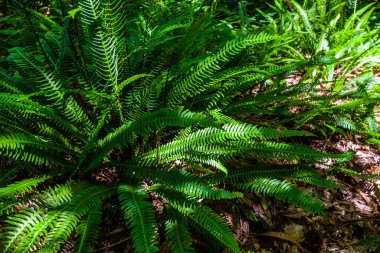 Bereketli yeşil eğreltiotu kümesi güneş ışığıyla yıkanmış, karmaşık yapraklarını ve canlı renklerini sergiliyor.