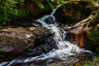 Bereketli yeşillikler ve yosun kaplı ağaçlarla çevrili kayaların üzerinden akan küçük bir dereyle sakin bir orman sahnesi.